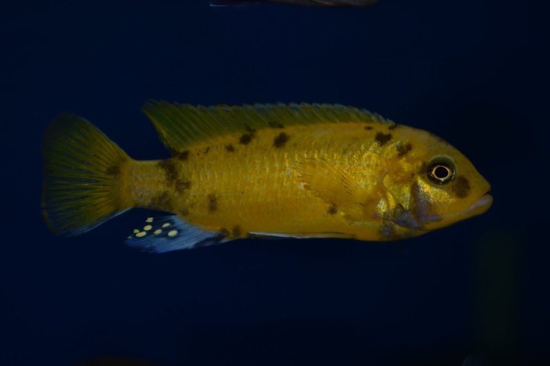 Maylandia sp. 'zebra gold' Kawanga